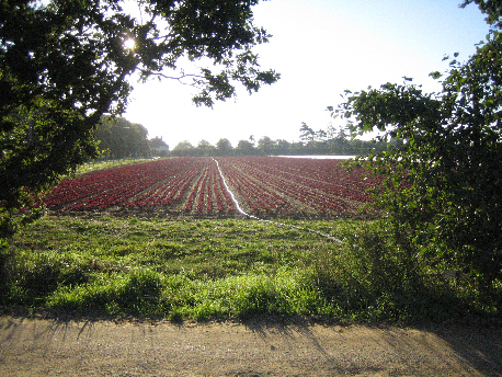 Field View