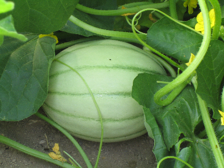 Melon